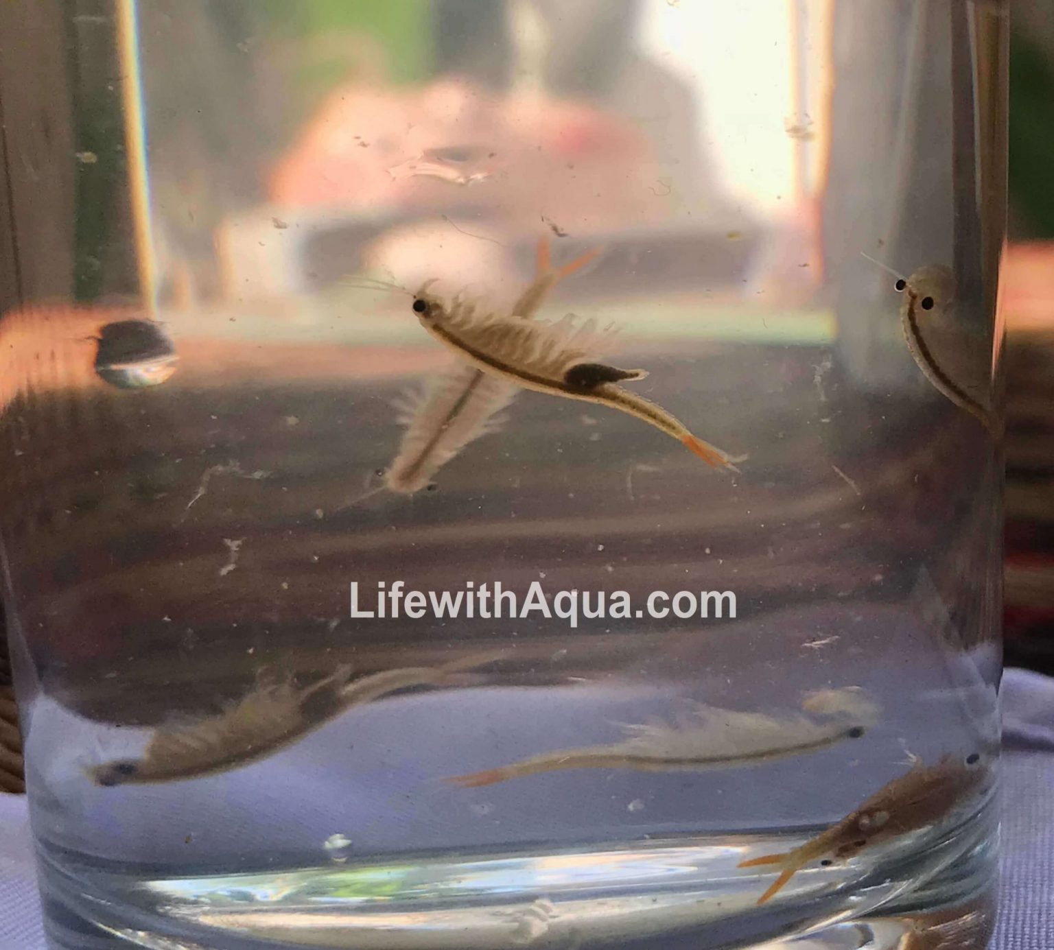 Live Fairy Shrimp Eggs & Hatching Tool Kit Buy from here!